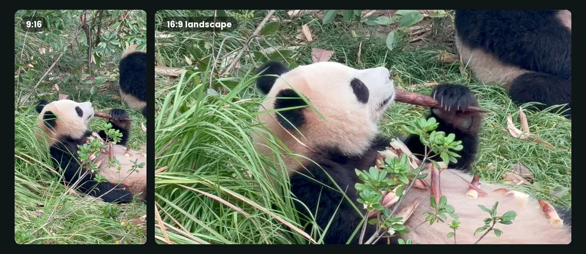 A panda lying in long grass chewing bamboo, shown as a 9:16 portrait file beside a 16:9 landscape file from the same take